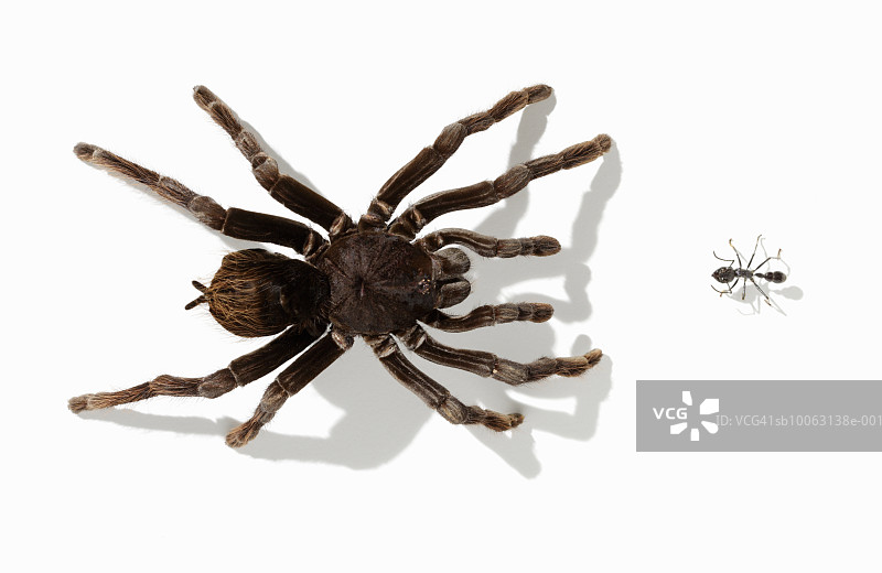 鸟蜘蛛(Pamphobeteus antinous)面对蚂蚁(eciton quadrigtume)，俯视图(Digital Composite)图片素材