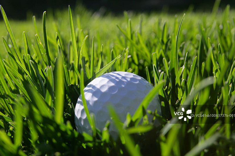 草地上的高尔夫球，特写图片素材