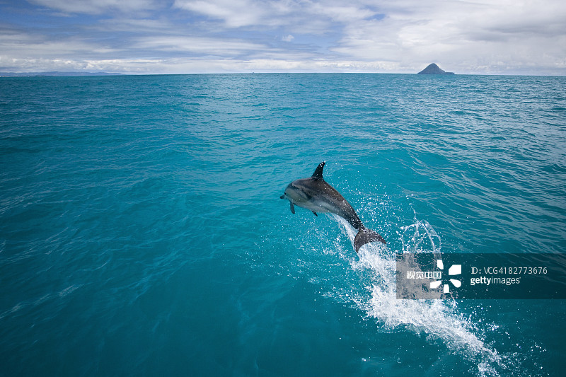 新西兰，看海豚。图片素材