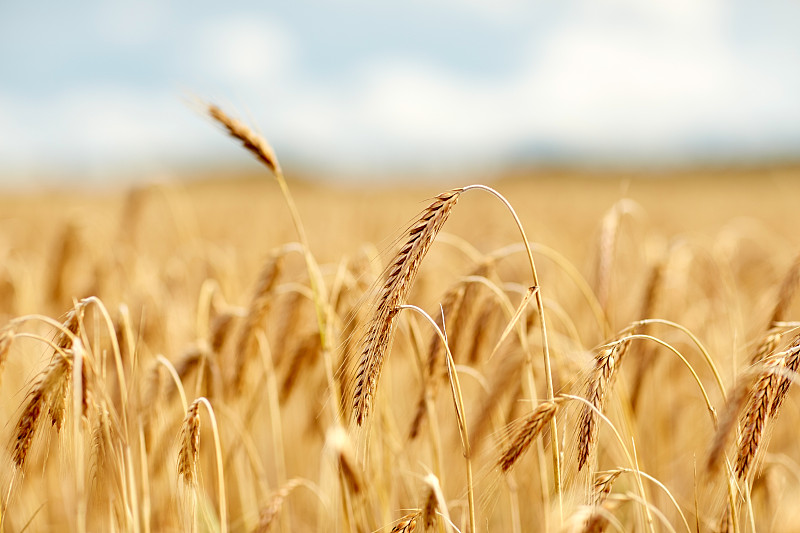 自然，夏季，收获和农业概念-接近与成熟的黑麦或小麦的小穗谷地图片素材