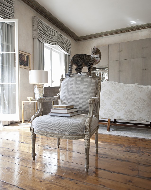 猫平衡在巴洛克扶手椅的靠背在豪华的内部图片素材