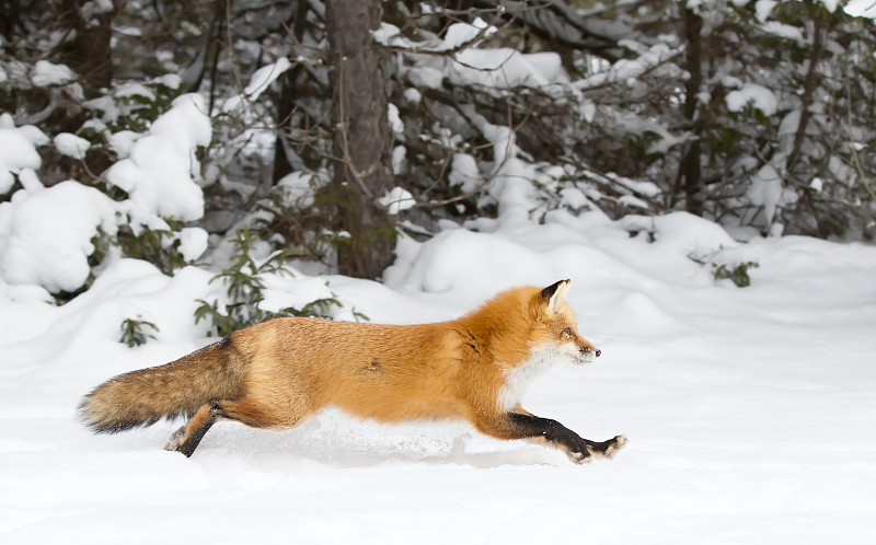 红狐在雪地里奔跑图片下载
