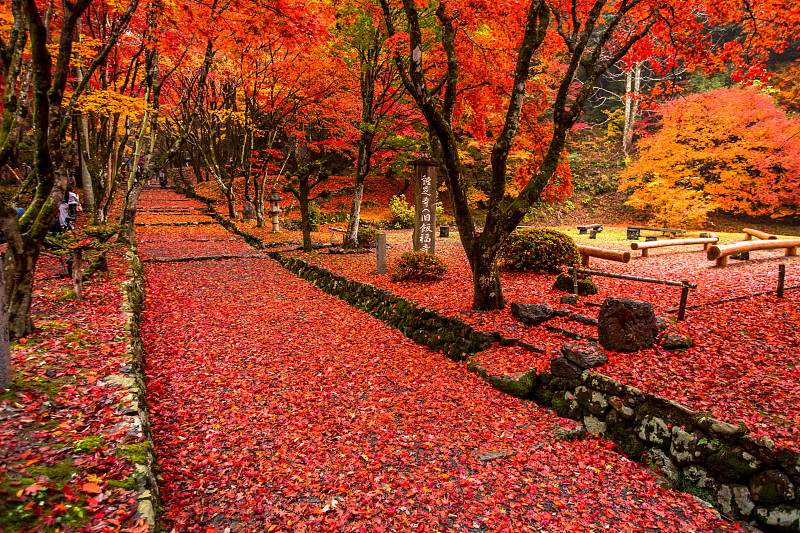 日本红叶秋色图片素材