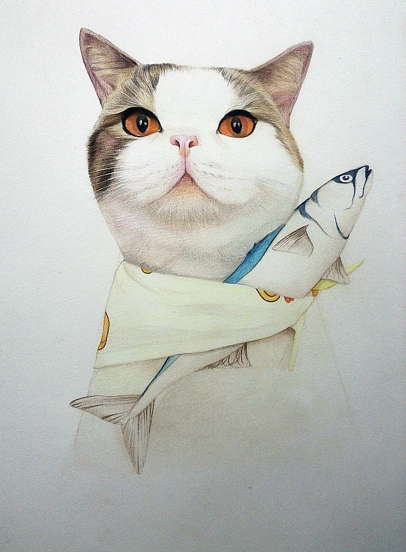 猫与鱼图片下载
