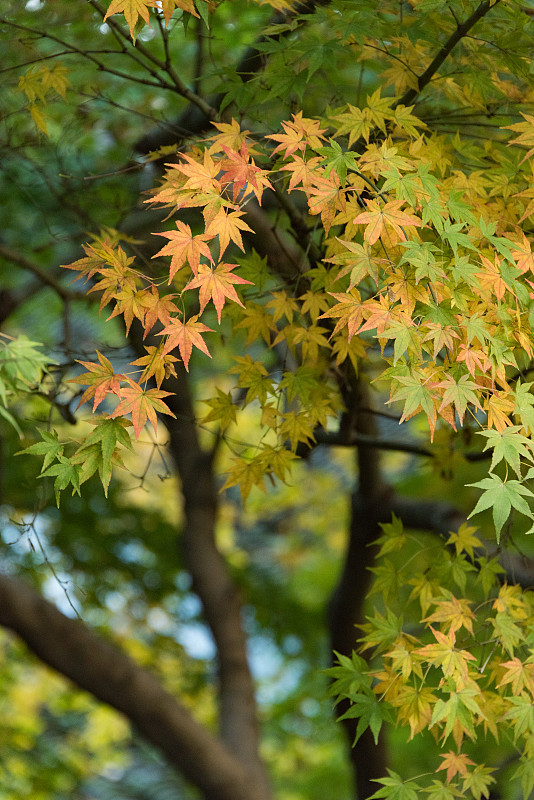秋天里的枫叶特写图片素材