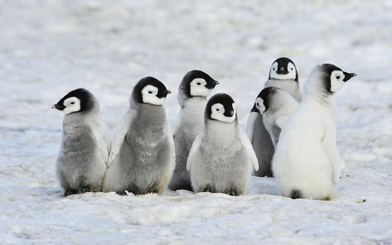 王企鹅幼崽幼鸟图片