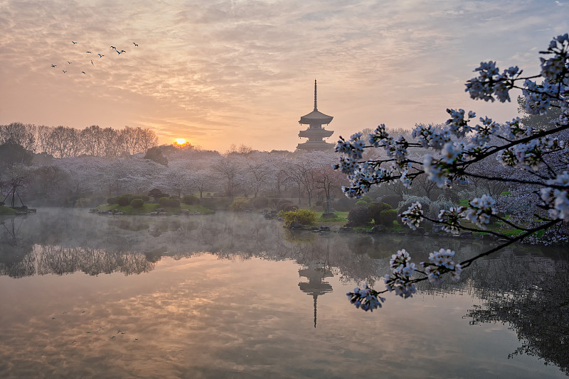 樱花季的武汉樱园风光图片下载
