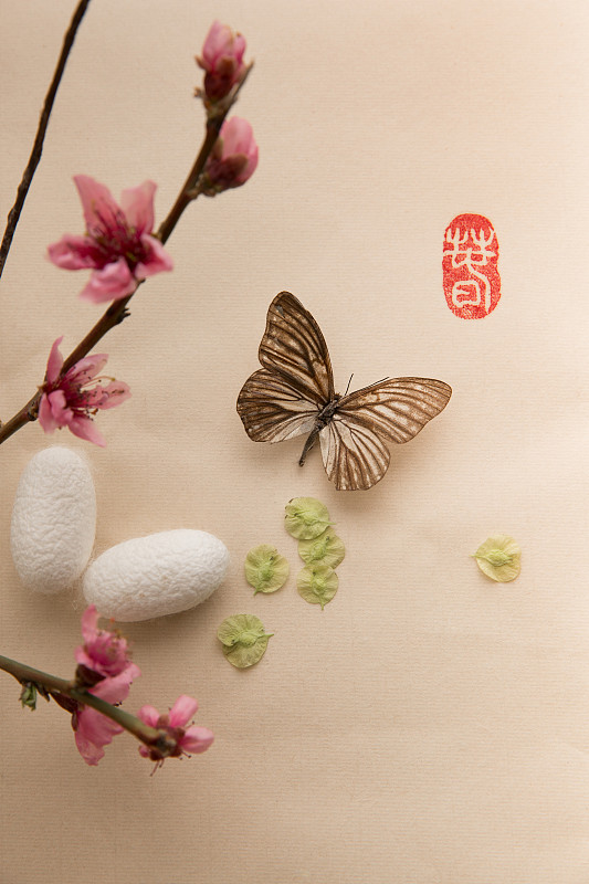 中国画蝴蝶、桃花和蚕茧图片下载