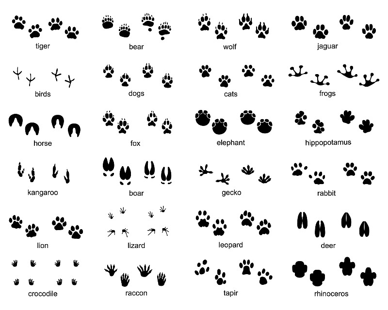 野生动物的脚印图片