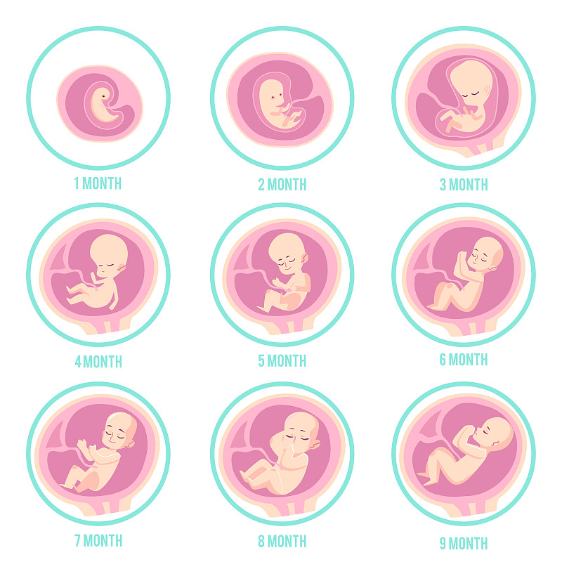 胎儿生长周期发育图图片