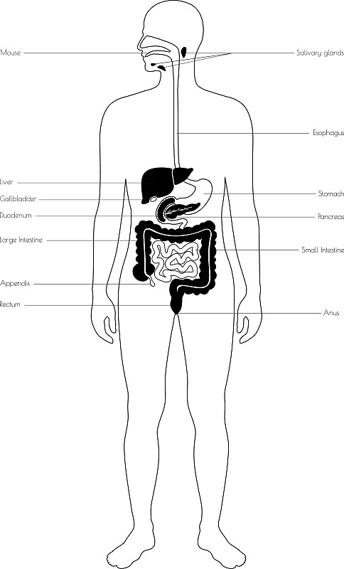 人体结构图简笔画系统图片