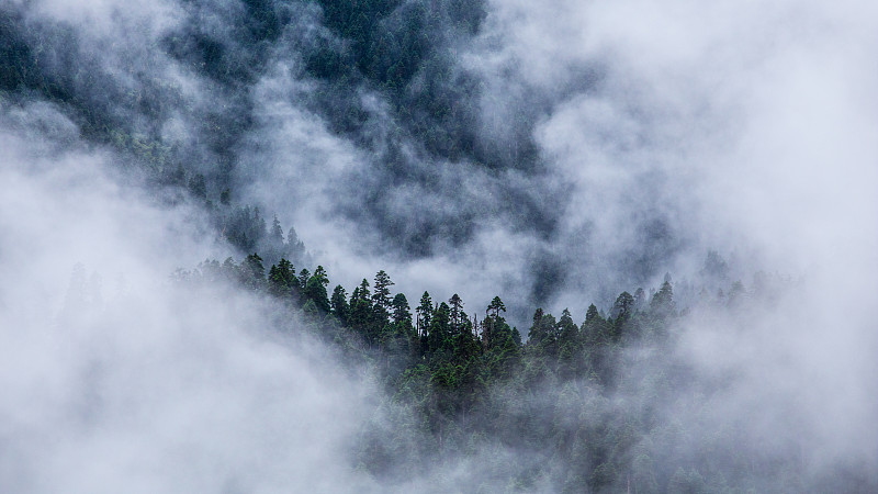 雨后云雾中的中国西藏林芝地区鲁朗林海景区森林图片下载