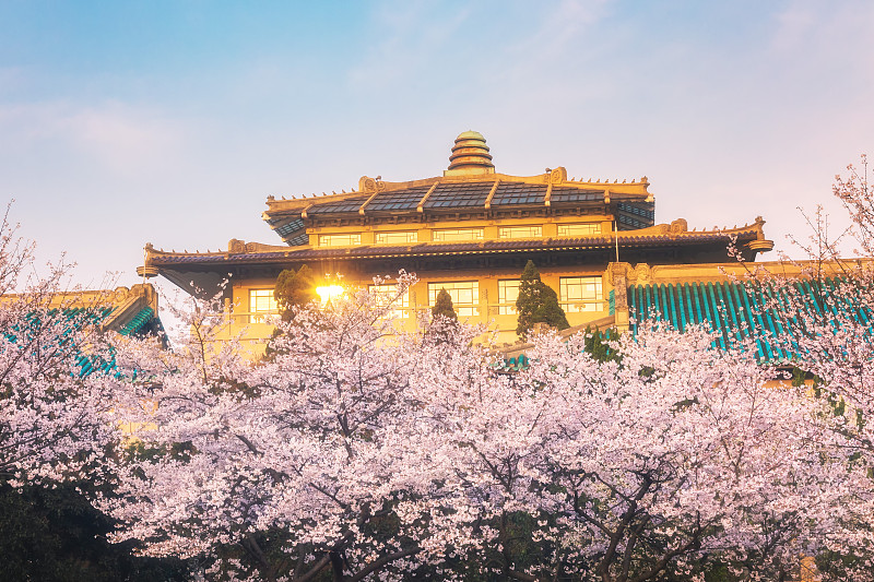 樱花中的武汉大学图片素材