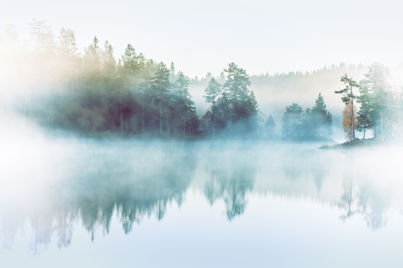 森林，湖泊和晨雾图片下载
