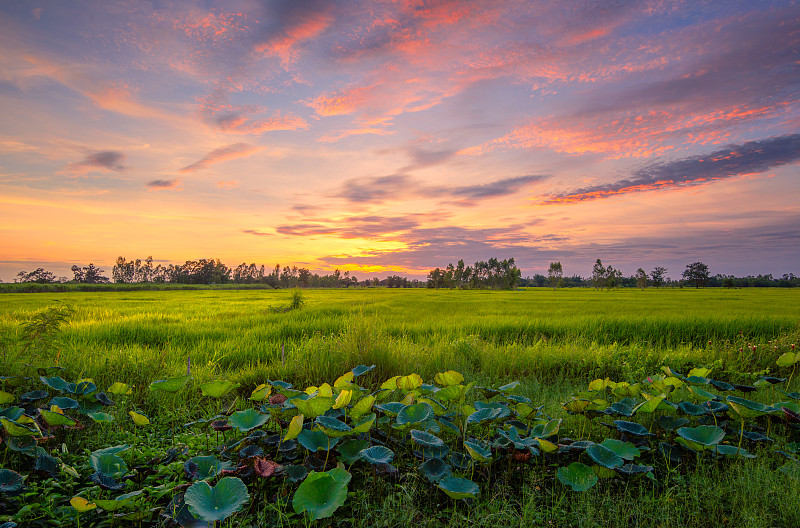 美丽的绿色稻田和夕阳图片素材