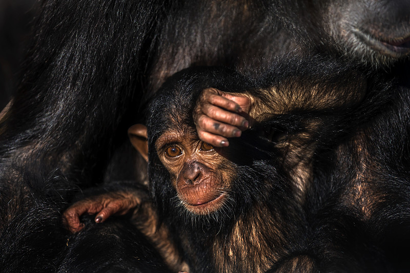 黑猩猩宝宝被妈妈抱在怀里图片下载