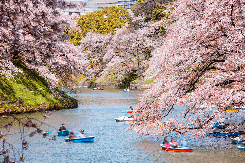 日本东京，人们在船上欣赏樱花图片下载