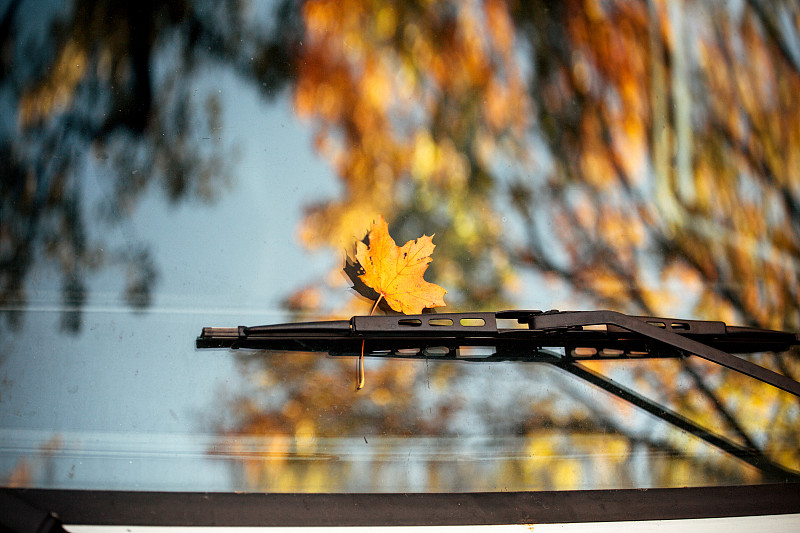 汽车挡风玻璃上的秋叶图片素材