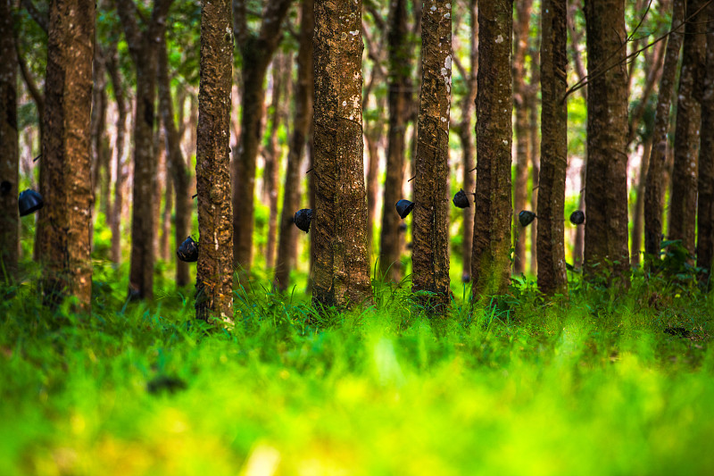 橡皮树种植园。普吉岛,泰国。图片下载