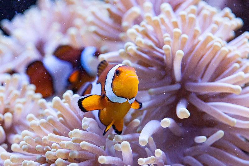 橘黄色和白色的小丑鱼藏在海葵的触须里图片下载