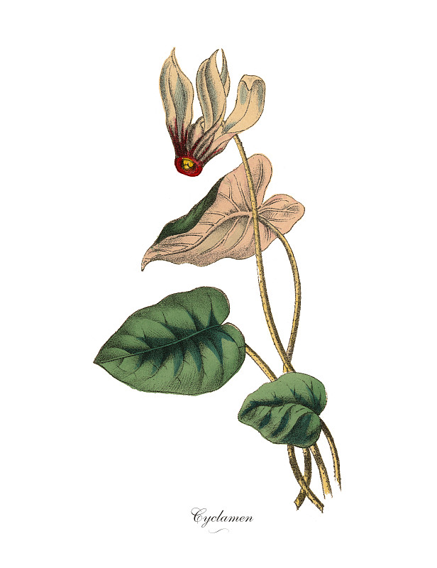 仙客来植物，维多利亚植物学插图图片下载