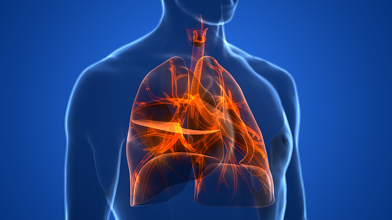 人体呼吸系统及肺解剖学图片下载