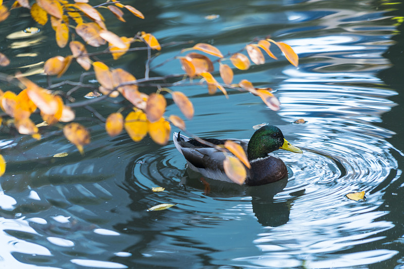 11月1日，一只鸭子在美国纽约中央公园的池塘里畅游。图片下载