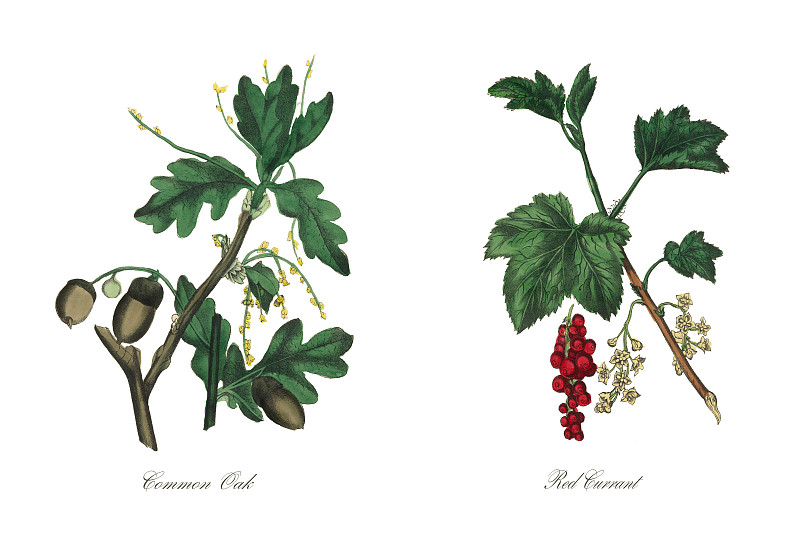 普通橡树维多利亚植物学插图图片下载