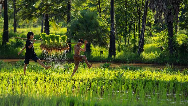 行动两个孩子步行在稻田里移植秧苗。图片下载