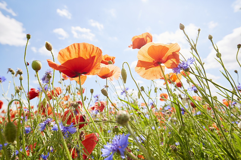 在阳光和蓝天的映衬下，罂粟和矢车菊在草地上的特写图片下载