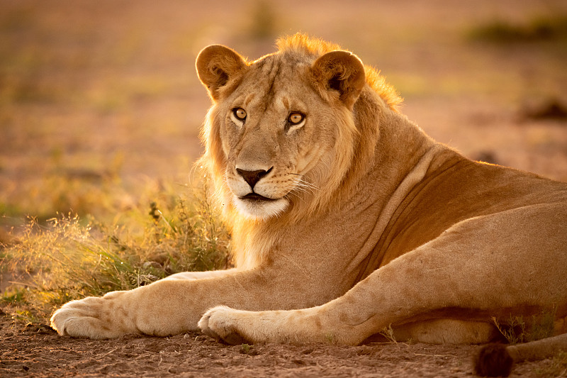 背光雄性狮子躺下的特写图片下载
