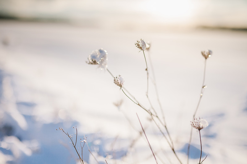 冬天地里冷冻的植物图片下载