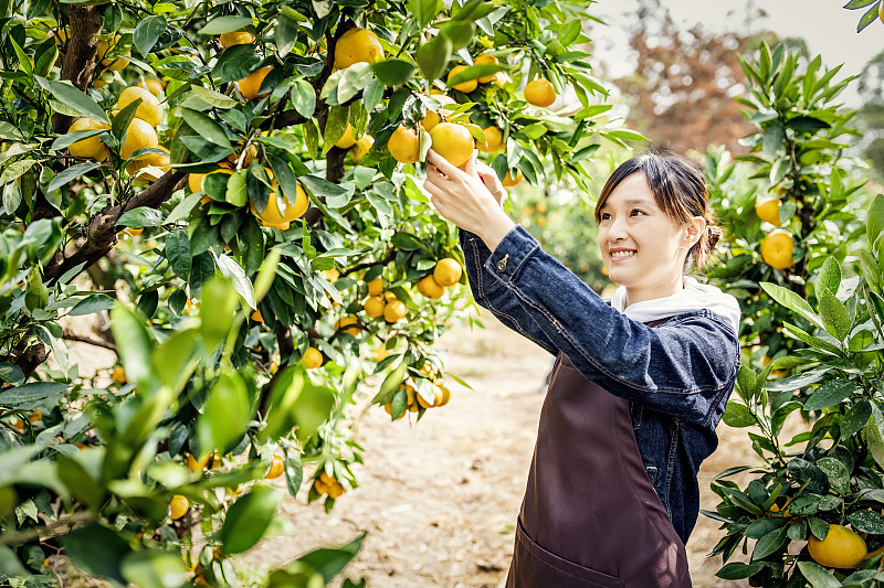 亚洲妇女在果园里收获有机橙子图片下载