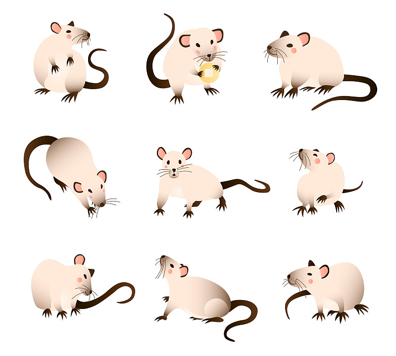 老鼠收集。矢量插图卡通，不同颜色的大鼠在各种姿势和动作。矢量图下载