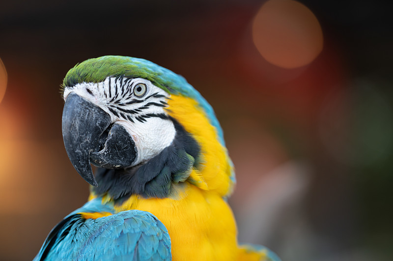 金刚鹦鹉是一种色彩鲜艳的热带鹦鹉，原产于中美洲和南美洲。图片下载
