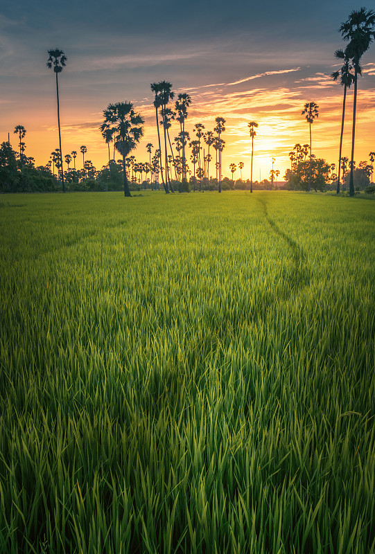 日落时分稻田的风景图片下载