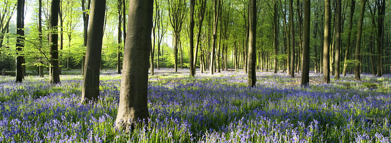 英格兰汉普郡米歇尔德弗森林的蓝铃草图片下载