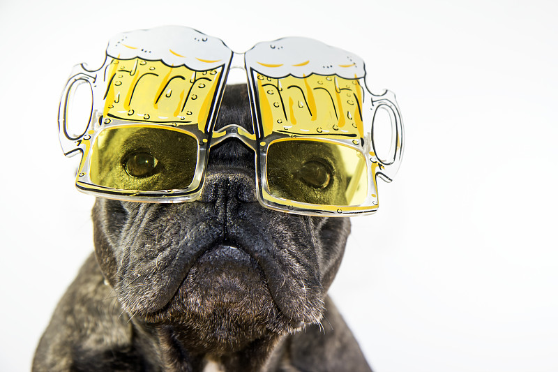 狗和几杯啤酒图片下载