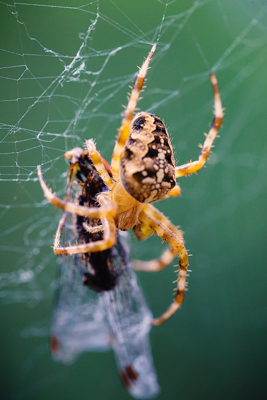 蜘蛛网上的十字蜘蛛正在捕食猎物图片