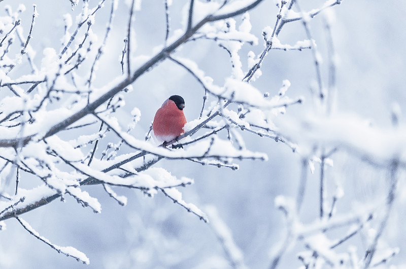 白雪皑皑的树枝上的红腹灰雀图片素材
