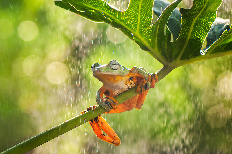 雨中叶子上的青蛙特写图片素材