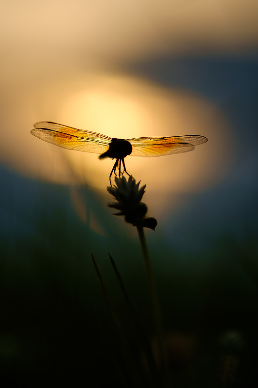 日落时分植物上的昆虫特写图片素材