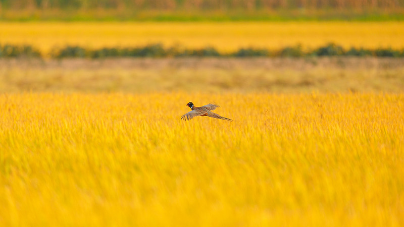 野鸡飞过金色的田野图片素材