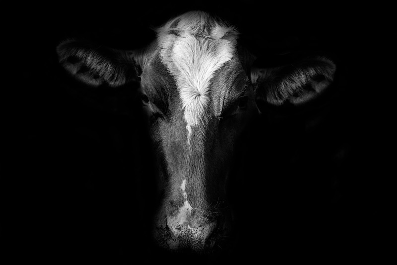 牛的特写肖像图片素材