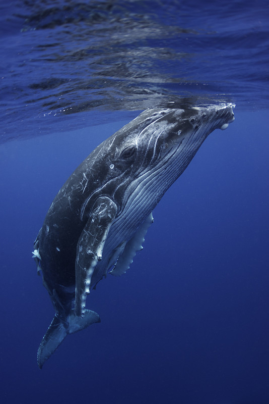 座头鲸的声音图片