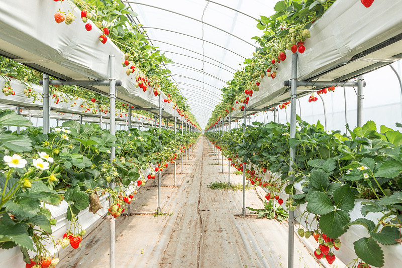 韩国有机草莓农场图片素材