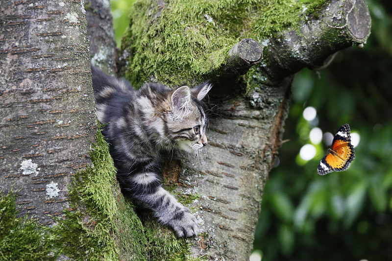 塞纳河马恩河。近距离的小猫(雌性)在一个树枝上11周，追逐一只蝴蝶。小猫挪威的森林。图片素材