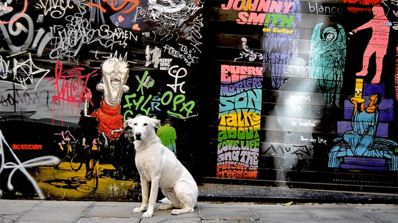 眨眼的狗坐在涂鸦墙艺术前图片下载