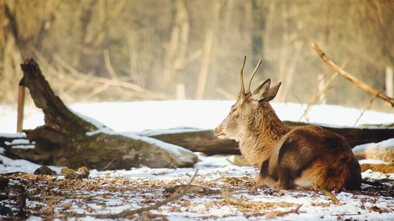 冬天，鹿坐在地上咀嚼图片下载