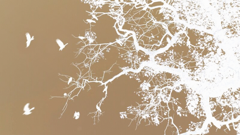 鸟群飞离树枝的低角度x射线效果图片下载